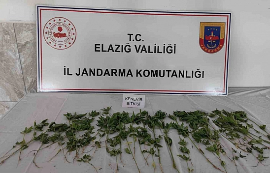 Uyuşturucuyu Bakın Nereye Ekmişler?