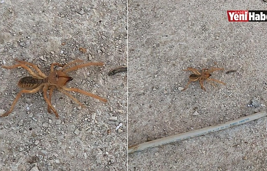 Dev Örümcek Paniğe Neden Oldu!