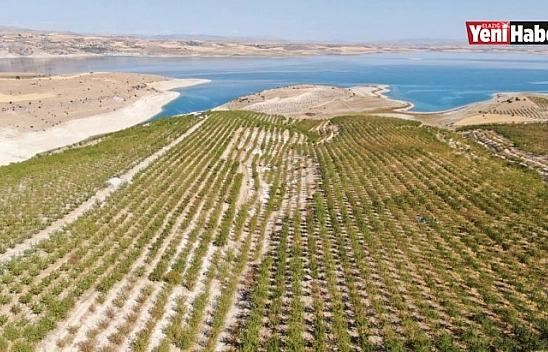 Devletten Destek Aldı Ektiği Bademlerin Hasadına Başladı