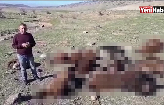 Duydukları Sesten Korkan Koyunlar Telef Oldu!