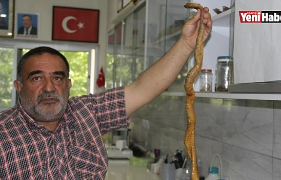 Ekolojik Dengesizlik Yılan Popülasyonunu Arttırdı