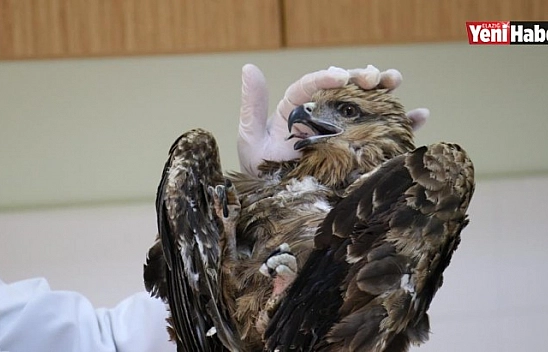 Elazığ'da 4 Yaralı Şahin Tedavi Altına Alındı!