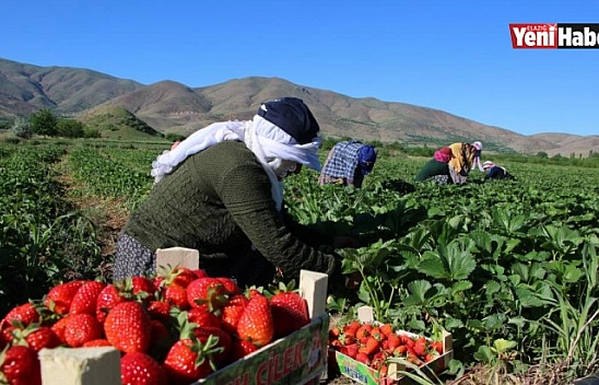 Elazığ'da Çilek Zamanı!