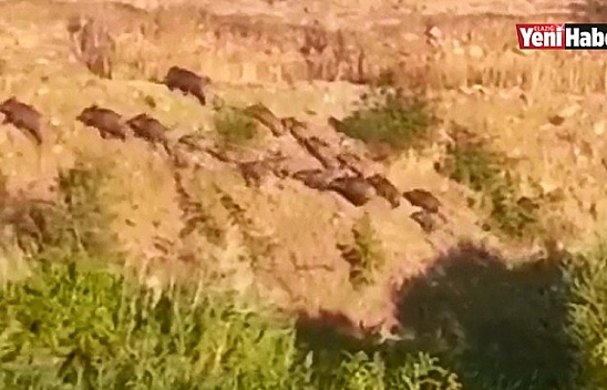 Elazığ'da Domuz Sürüsünün Kaçış Anı Görüntülendi