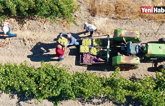 Elazığ'da 'En Tatlı' Hasat Dönemi Başladı
