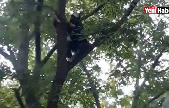 Elazığ'da Gülümseten Ceviz Silkeleme Anlatımı