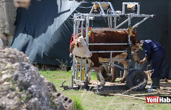Elazığ'da İneklere Özel Manikür Ve Pedikür Bakımı