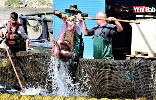 Elazığ'da Üretilen 21 Bin Ton Alabalık Avrupa Ülkelerine İhraç Ediliyor
