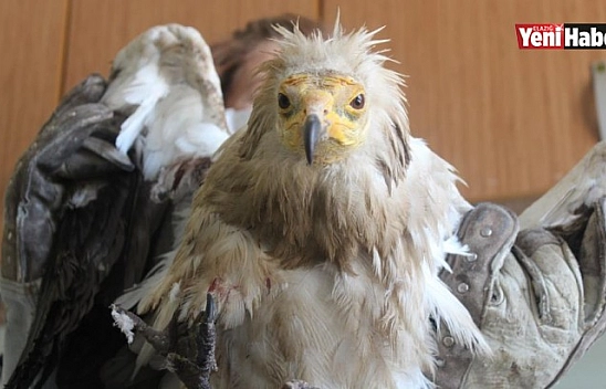 Elazığ'da Yaralı 'Mısır Akbabası' Tedavi Altına Alındı