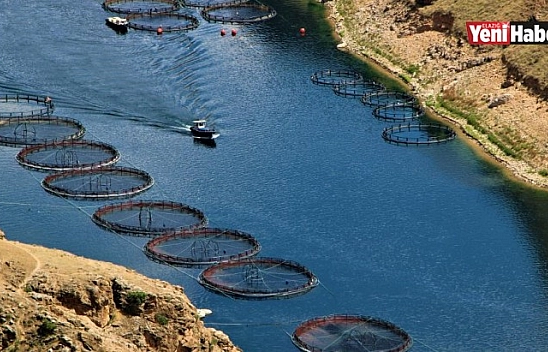 Elazığ'dan Dünyaya Türk Somonu