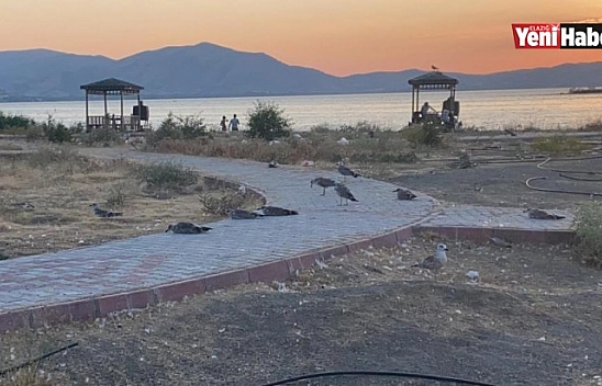 Elazığ'ın İncisinde Korkutan Martı Ölümleri