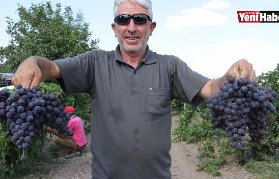 Elazığ'ın Üzüm Köyünde Erkenci Üzüm Hasadı