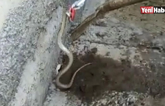 Eve Giren Yılanı Ekipler Çıkardı!