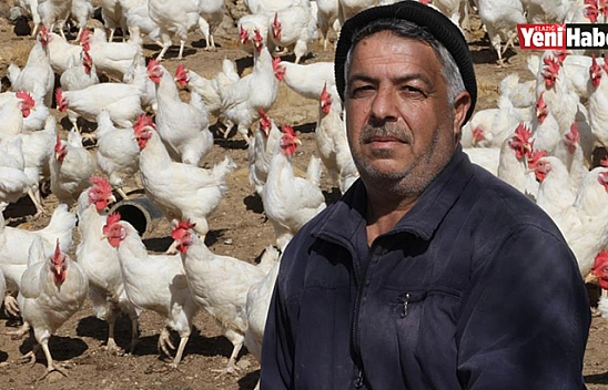 Fiyatlara Kızdı, Tavukları Ücretsiz Dağıtmaya Başladı