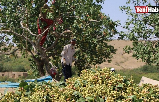 Hobi Olarak Diktiği Fıstıklar ABD Yolunda