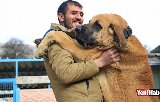 İnsan Boyundaki Çoban Köpekleriyle Çiftlik Kurdu