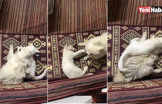 Kedi ile Köpeğin Şaşırtan Dostluğu