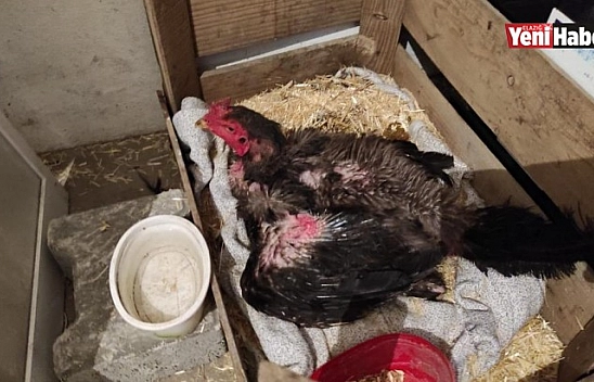 Kesmek İçin Aldığı Horoz Kuluçkaya Yattı Görenler Gözlerine İnanamadı