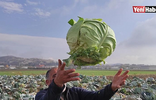 Kesrik Lahanasına Yurtdışından Talep!