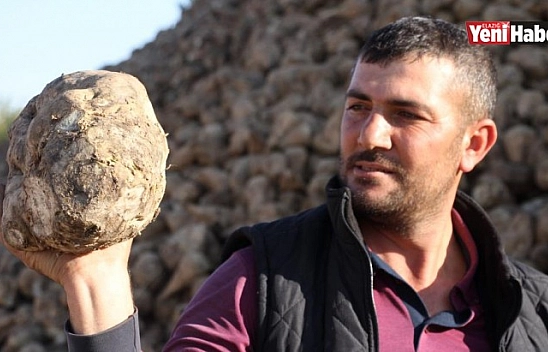 Kuraklık Şeker Pancarını da Vurdu!