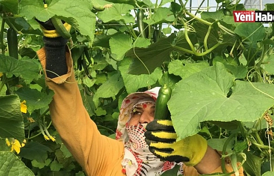 Kuraklık Seracıları da Vurdu, Rekoltede Yüzde 40 Kayıp Var!