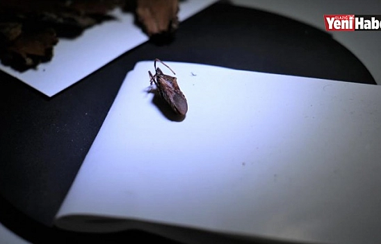 Kuzey Amerika Kökenli İstilacı Böcek Doğu Anadolu'ya Giriş Yaptı!