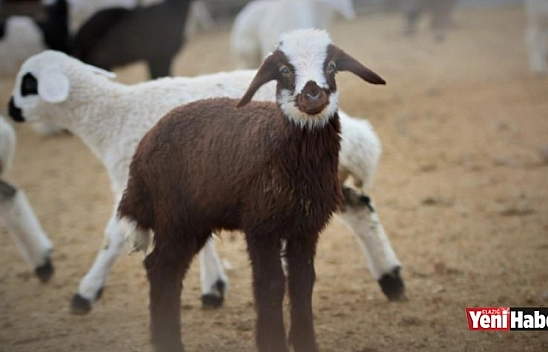 Kuzuların Anneleriyle Duygusal Buluşması