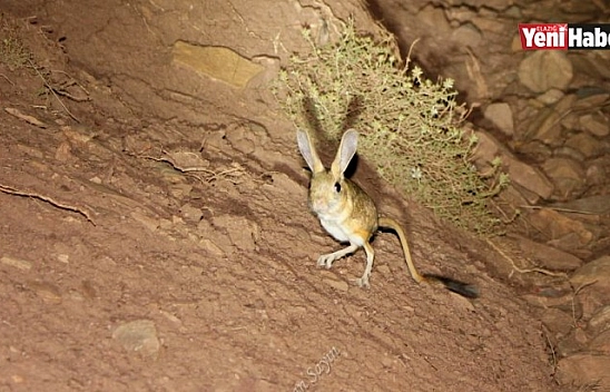 Nesli Tükenme Tehlikesi Altında Bulunan Arap Tavşanı Görüntülendi