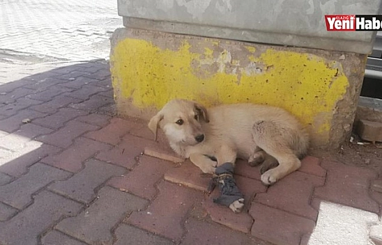 Otomobilin Çarptığı Yavru Köpek, Kalp Masajı İle Hayata Tutundu!