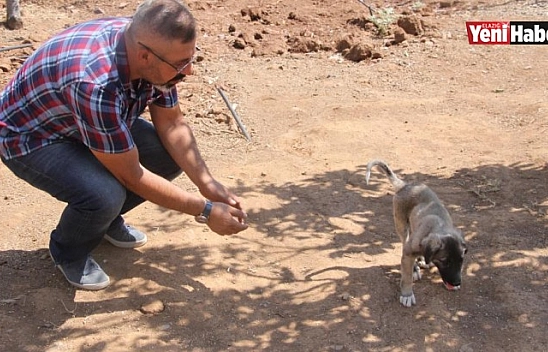 Patileri Ezilen Yavru Köpeği Yürüteç İle Ayağa Kaldırdı!