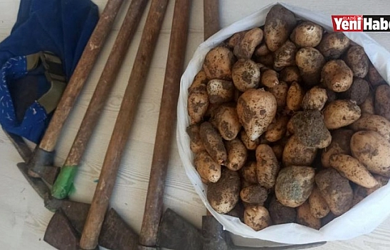 Salep Soğanı Toplayanlara Jandarma Engeli