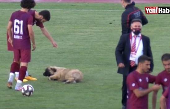 Sevimli Köpek Önce Futbolcularla Antrenman Yaptı Sonra Sahadan Çıkmadı