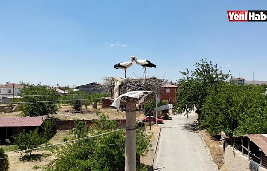 Sokağın Simgesi 'Beyaz Pamuk Ve Leylek Baba'