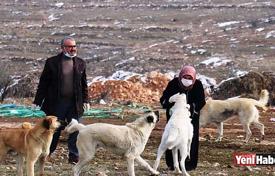 Sokak Köpeği Silahla Vurularak Öldürüldü