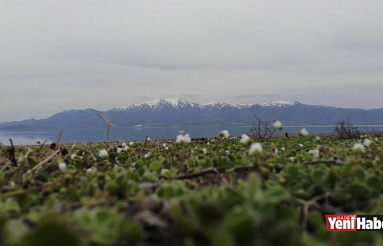 Suların Çekildiği Baraj Havzası Hayvanlara Otlak Oldu