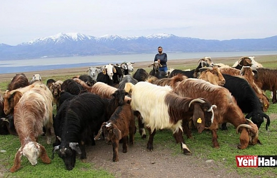 Süt İçin Aldığı Keçiler Çift Çift Kuzulayınca Sürü Sahibi Oldu