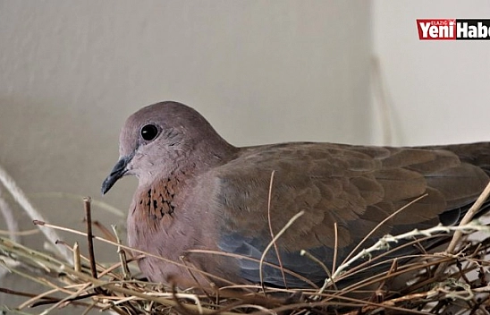Televizyonun Üstüne Yuva Yapan Kumruya Gözü Gibi Bakıyor