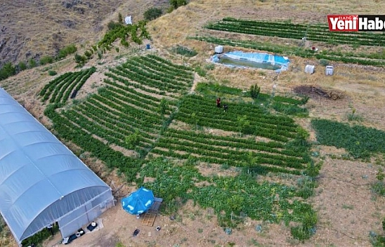 Tescilli 'Keban Biberi' İşini Büyüttü, Verimi Arttırıp İhracata Başladı