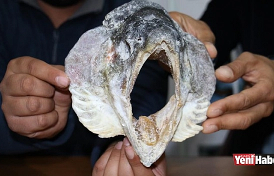 Türkiye Ve Avrupa'nın En Büyük Alabalığı Elazığ'da Yakalandı