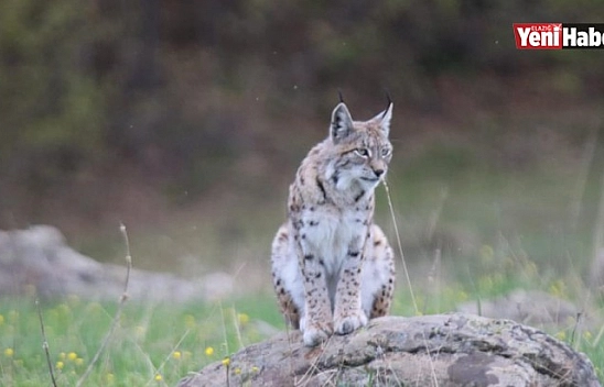 Vaşak Doğa Fotoğrafçısına Böyle Poz Verdi