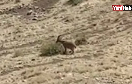 Yaban Keçileri Harput Kalesine İndi