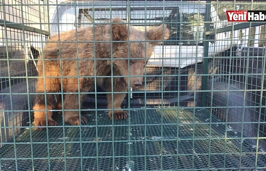 Yaralanan Yavru Ayı 'Elfi' Tedavisi İçin Bursa'ya Gönderildi