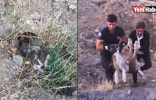 Yaralı Köpeğe İtfaiye Şefkati!