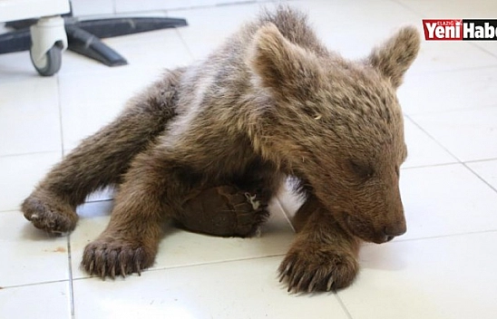 Yaralı Yavru Ayı Tedavi Altına Alındı