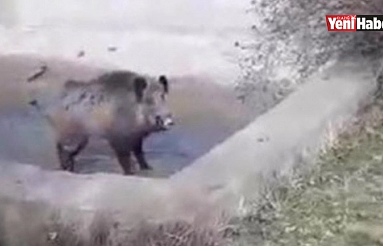 Yardım Etmek İstedikleri Domuzun Tepkisi İle Neye Uğradıklarını Şaşırdılar!