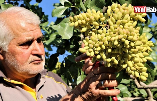 Yetişmez Dediği Ağaçlar Şimdi Gelir Kaynağı Oldu