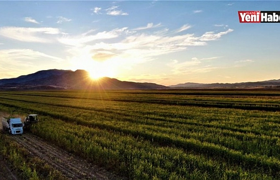 Palu'da Silajlık Mısır Hasadı Başladı!