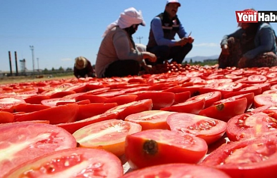 Sofralara Lezzet Katan Kurutmalık Domatesin Hasadı Başladı