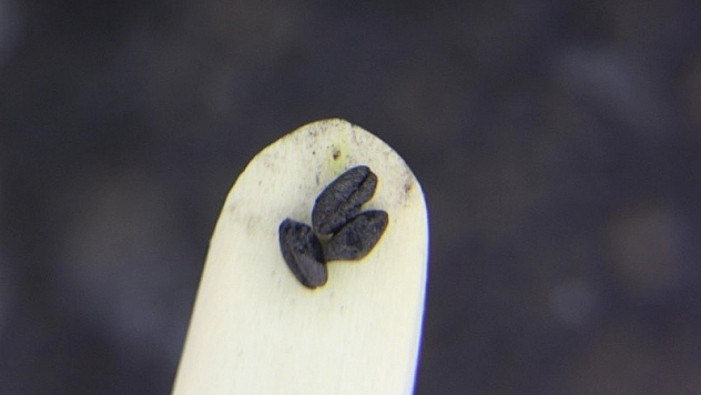 Kazıda bulunan buğday taneleri tam 4 bin 500 yıllık çıktı