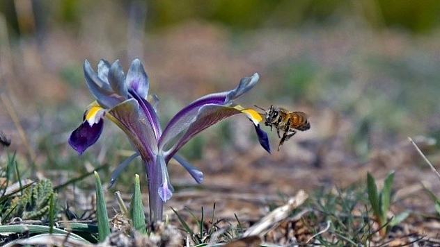 Tunceli'de Bahar Çiçekleri Açtı